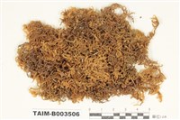 藏品(灰苔科)的圖片